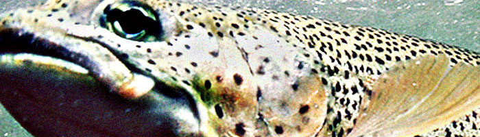 portion of the artwork for Dan Townsend's fiction