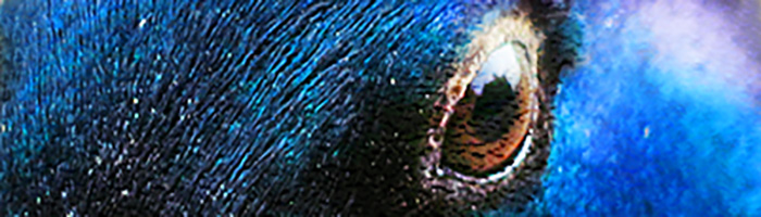 portion of the artwork for Nancy Au's short story